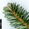 SpeciesSub: 'Cyrille' (A.koreana × A.veitchii)